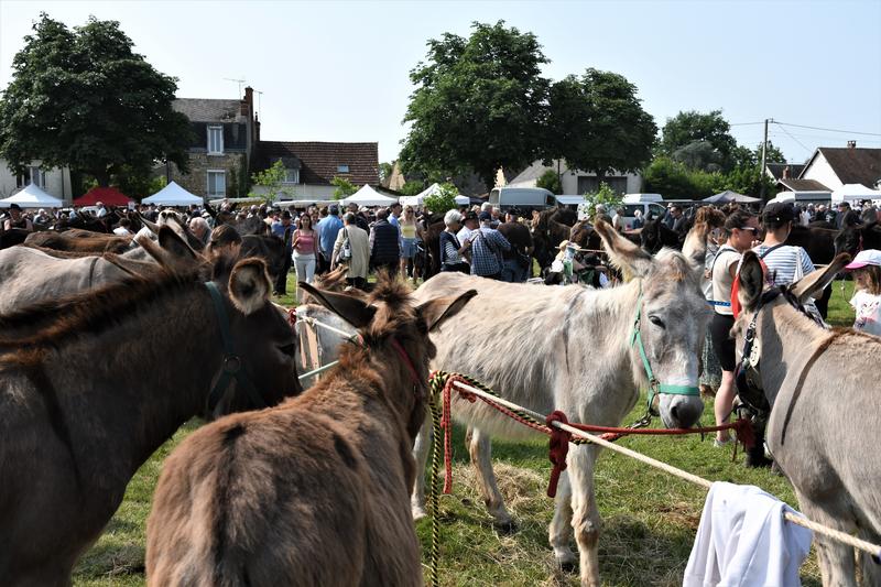 Foire aux ânes et aux mûles