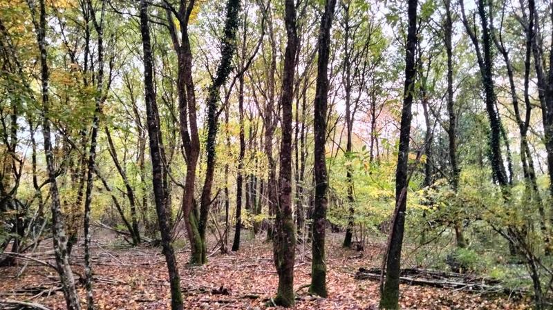 Terrain - 18 490 m²