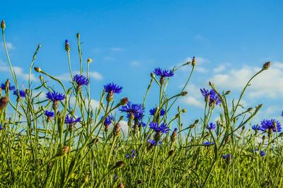 Exposition photographique &quot;Fleurs des villes, fleurs des champs&quot;