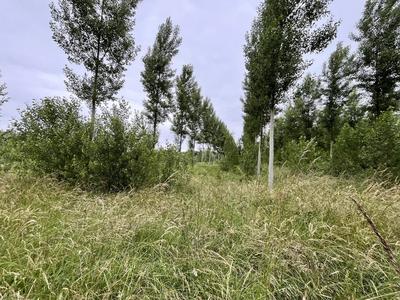 Terrain - 81 675 m²