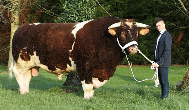 Jaffré et Fils - Elevage et vente directe