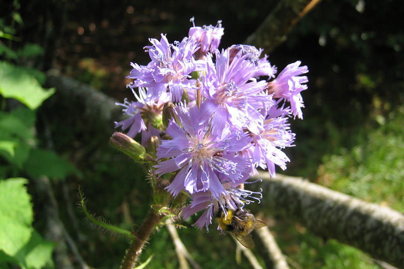 Club Vosgien : le sentier des cascades