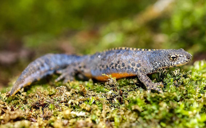 Sortie nature Cpie Pays Basque : "La double vie des amphibiens"