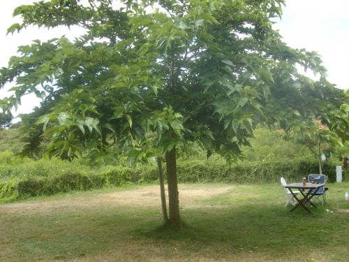 Camping les Amis de la Nature Piriac