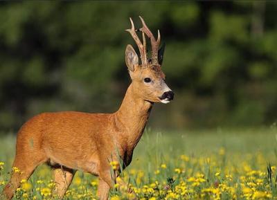 Manoir - 2 010 m² - 30 pièces