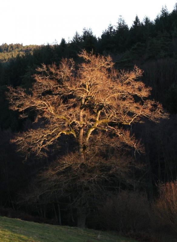 Terrain constructible - 830 m²