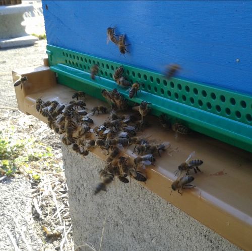 Les Abeilles d'Éole