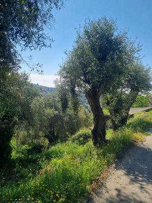 Terrain constructible - 1 161 m²