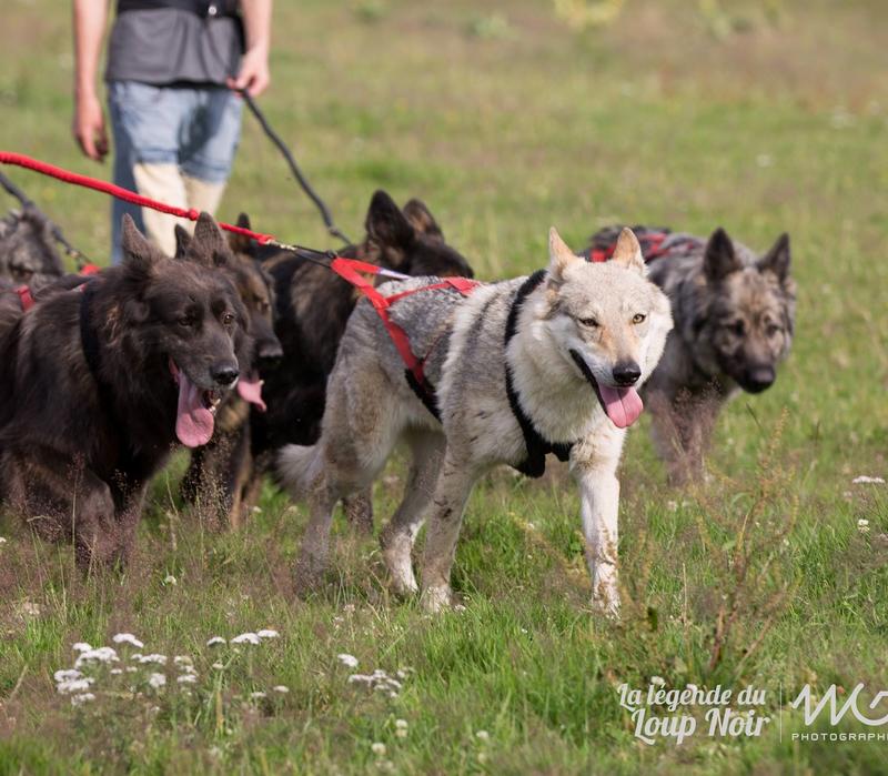 Cani-Rando à la découverte de la meute