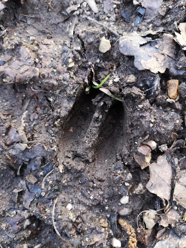 Que cache notre bocage ?