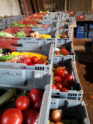 Les jardins d'insertion de l'Artois