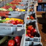 Les jardins d'insertion de l'Artois