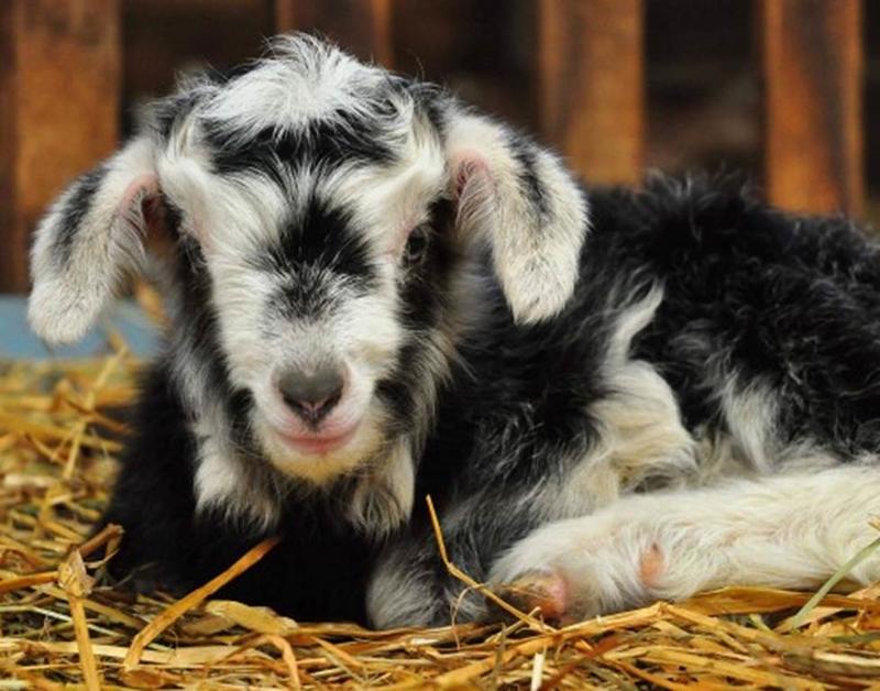 Visite a la Ferme le Calmadou