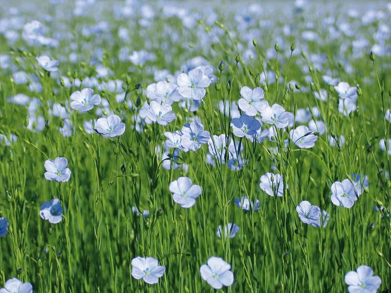 Randonnée autour du lin