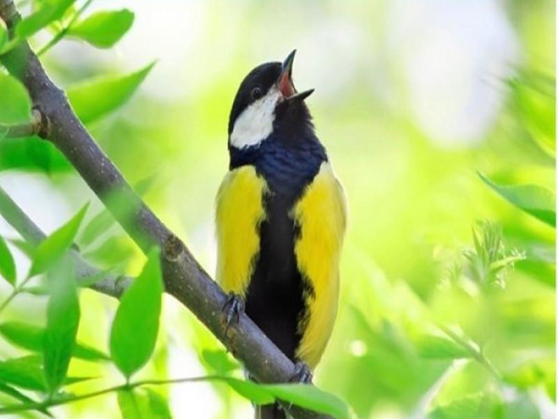 Exposition "Observons les oiseaux" - Bibliothèque de Fervaques