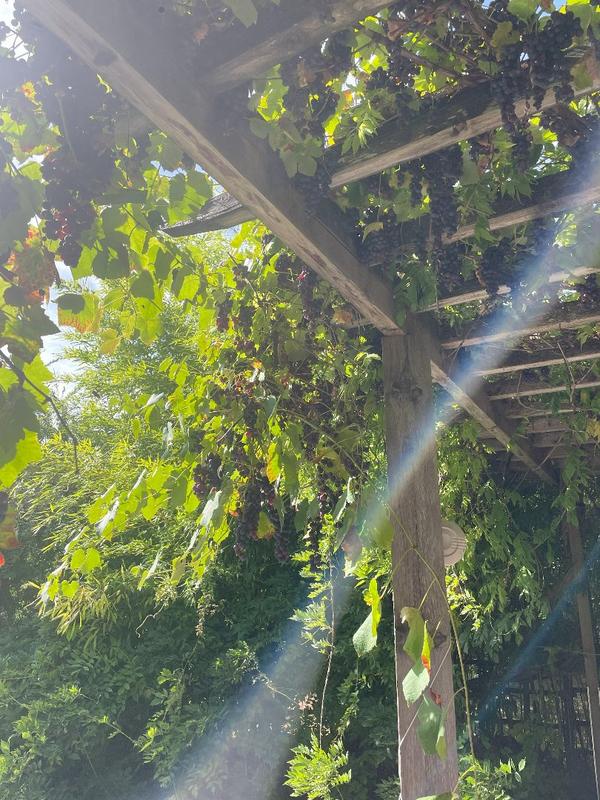 Maison contemporaine - 466 m² - 10 pièces