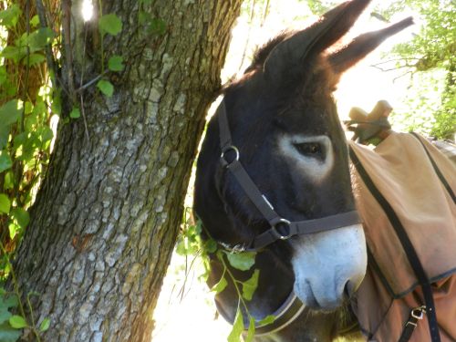 Les Ânes de la Rêverie