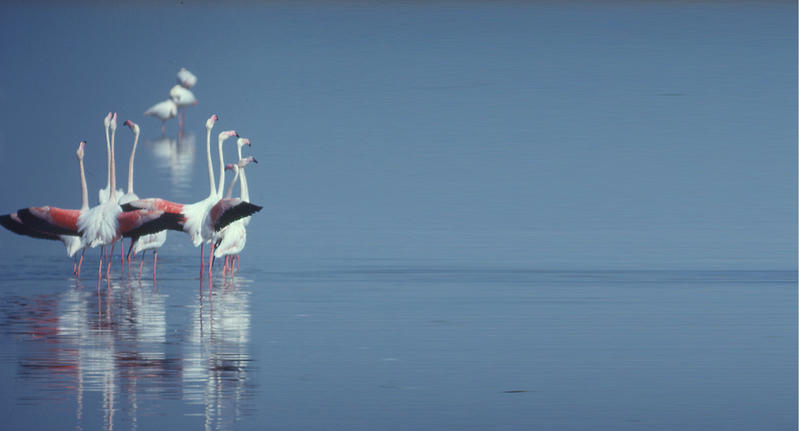 Le label Ramsar et les zones humides : historique et perspectives