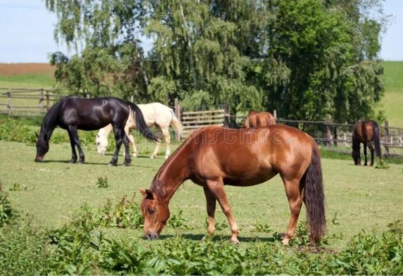 Propriété - 210 m² - 7 pièces