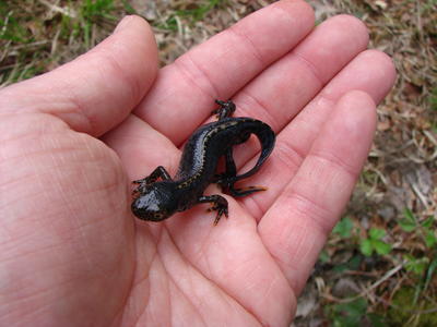 Balade nature - Eau et Biodiversité au Cap d'Ailly