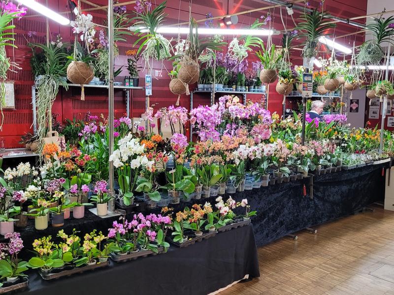 Exposition internationale d’orchidées