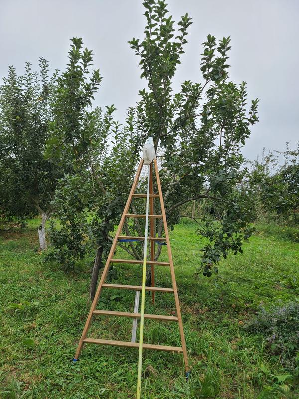 Créer un verger-forêt nourricier et l'entretenir