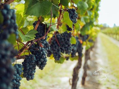 Propriété viticole - 460 m² - 4 pièces