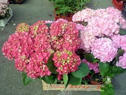 Marché traditionnel du Mercredi