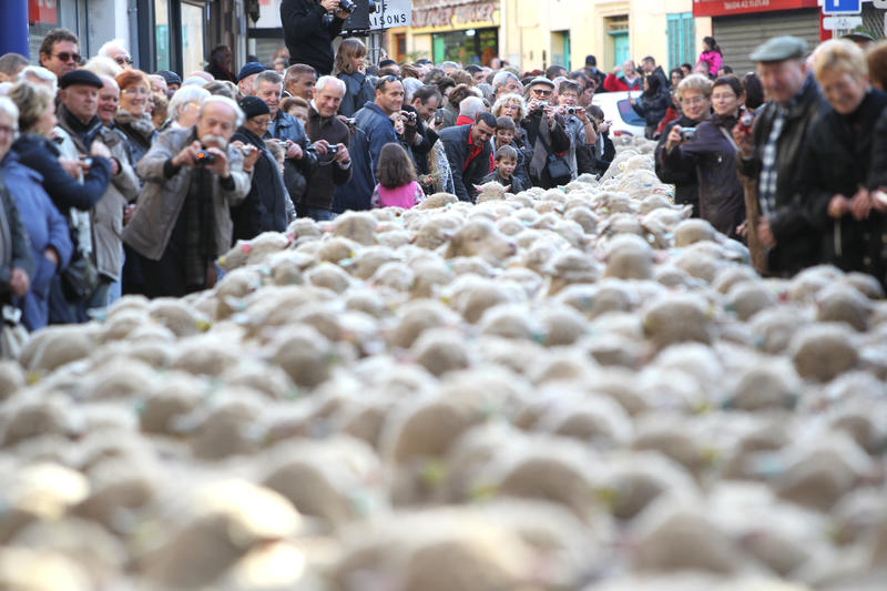 Fête des Bergers et des Traditions