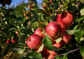 Conférence - "Dans le Silence du Viridarium : Fonctions et Usages Oubliés"