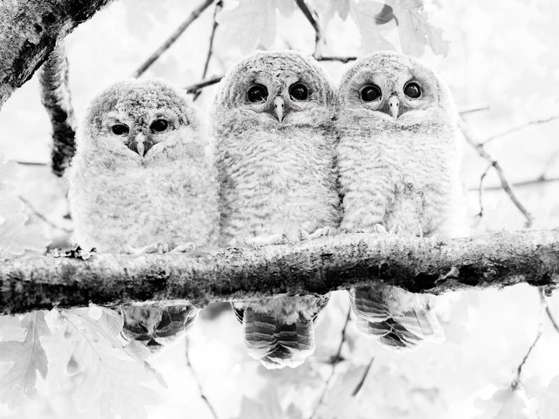 Semaine de la Biodiversité - Conférence avec le photographe animalier Valentin Marchegay