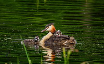 A la découverte des oiseaux chanteurs et nicheurs à l'Étang de Beaumont