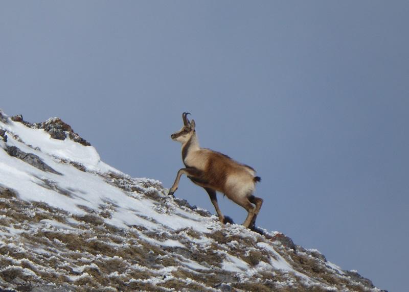 Randonnée hivernale sur les traces de la faune sauvage