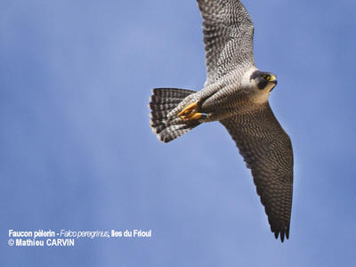 Zozios et autres piafs marseillais