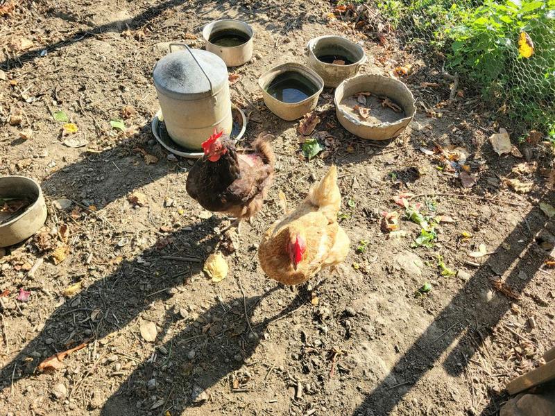 Corps de ferme - 188 m² - 5 pièces