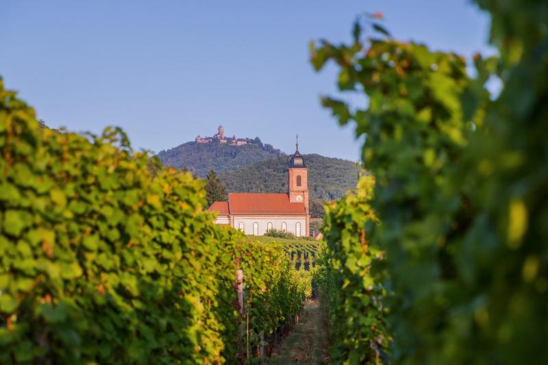 Les mystères du vignoble : Orschwiller