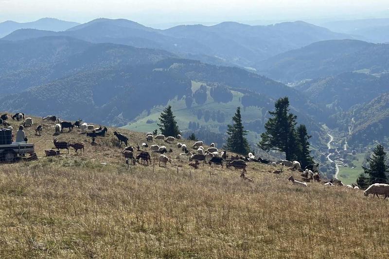Club Vosgien : Schönau - Belchen (Forêt Noire)