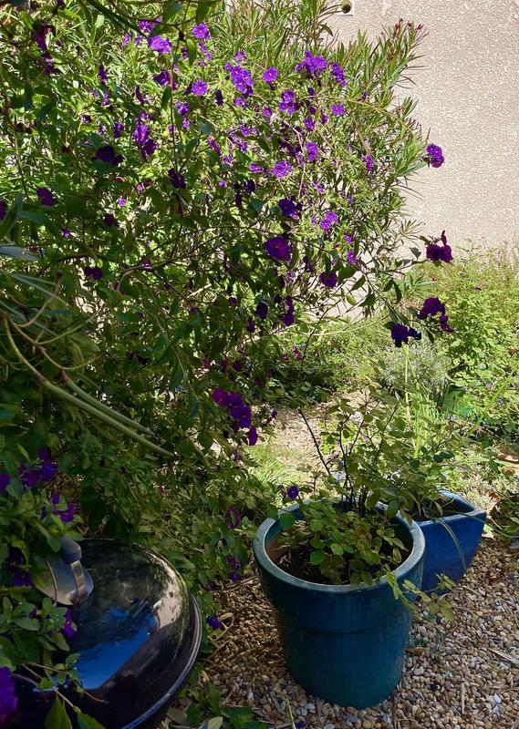 Maison ancienne - 129 m² - 5 pièces