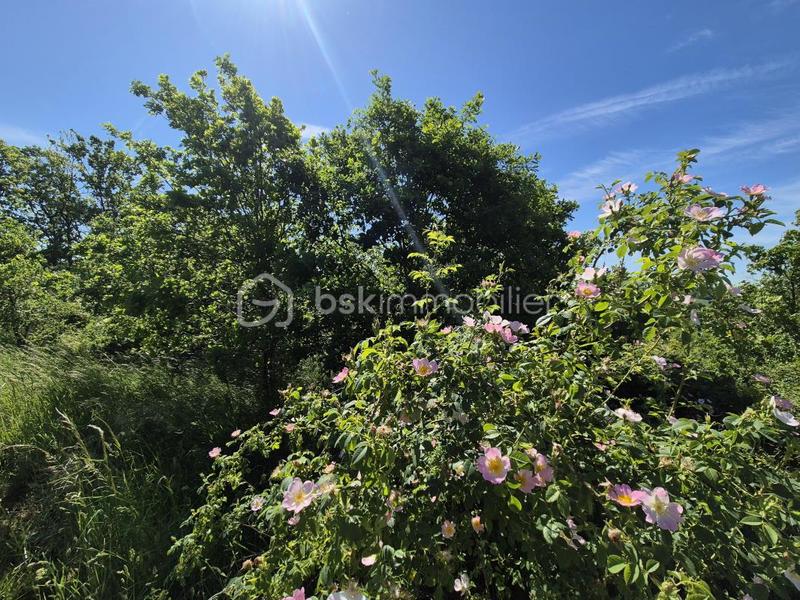 Terrain - 26 139 m²