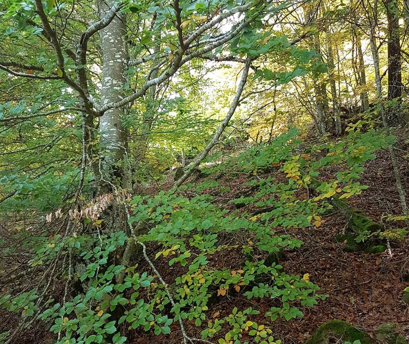 Stage Yoga de Printemps