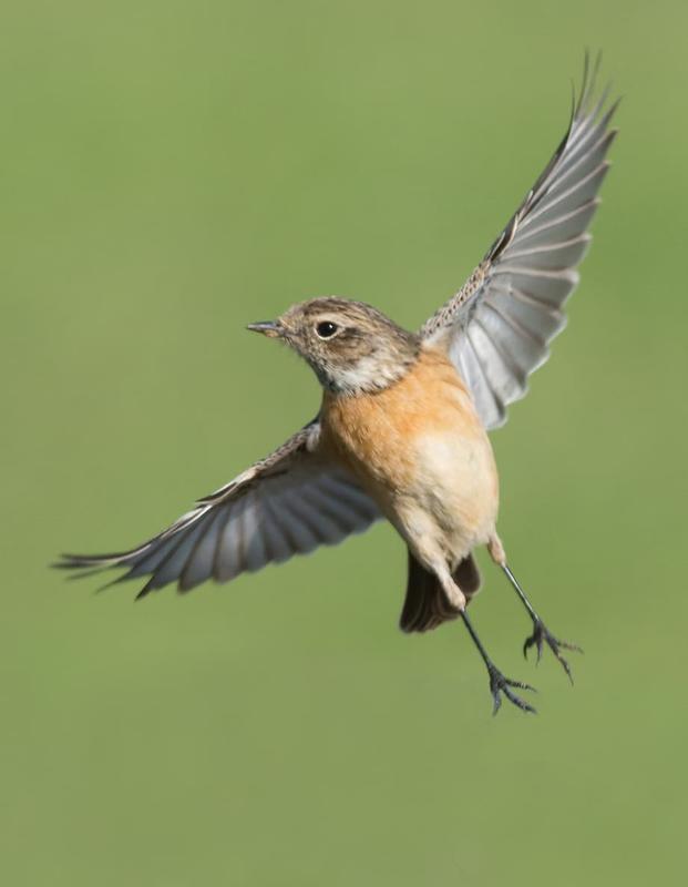 Conférence les Pouvoirs Extraordinaires des Oiseaux