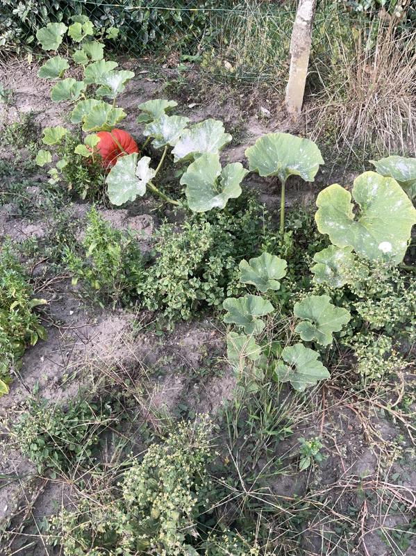 Maison - 50 m² - 2 pièces