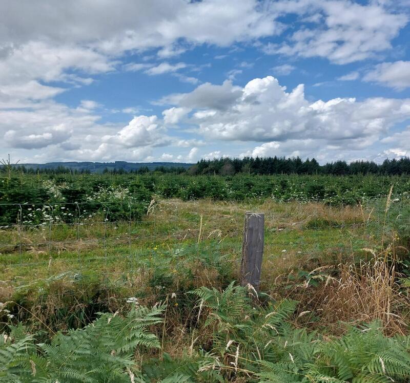Entre prairies et forêts - la boucle des sapins de Noël_Ens2026