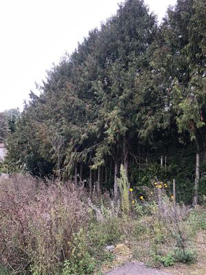 Terrain constructible - 868 m²