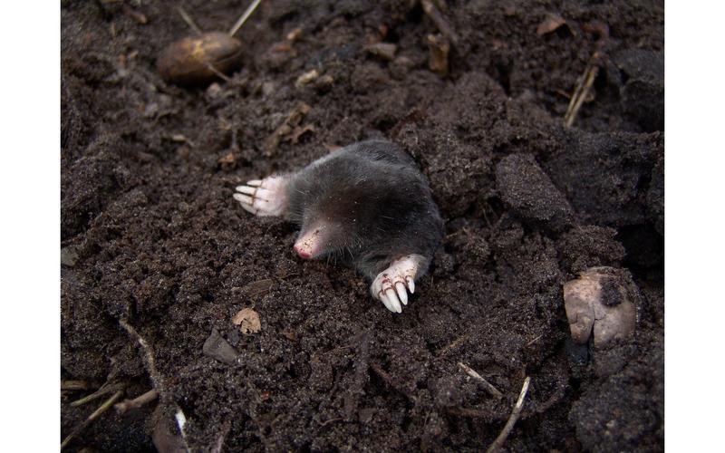 Sortie nature en famille - Sol, le monde invisible