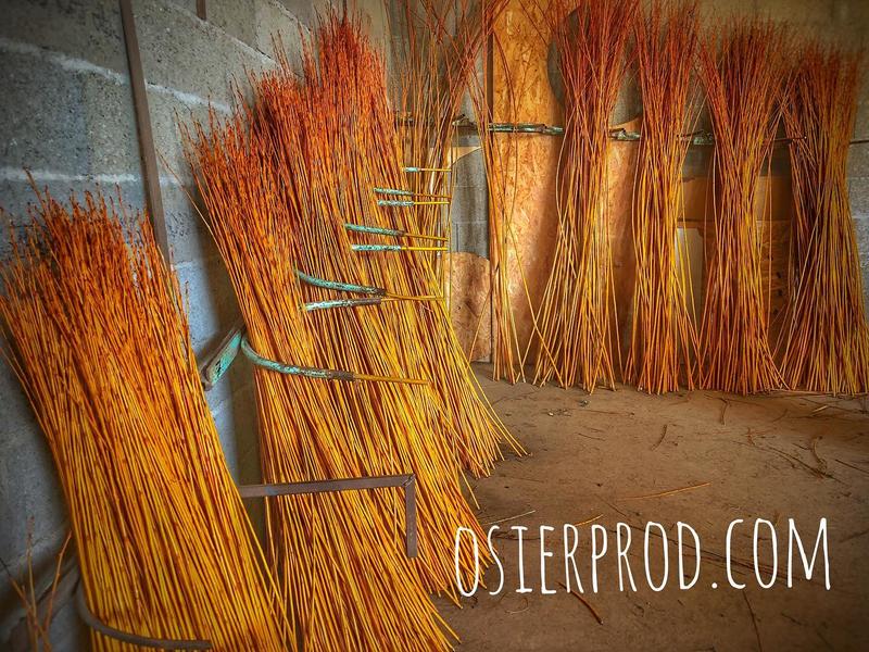 Visite d'une exploitation productrice d'osier &quot;la récolte&quot;