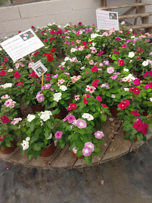 Aux Serres Hermitoises