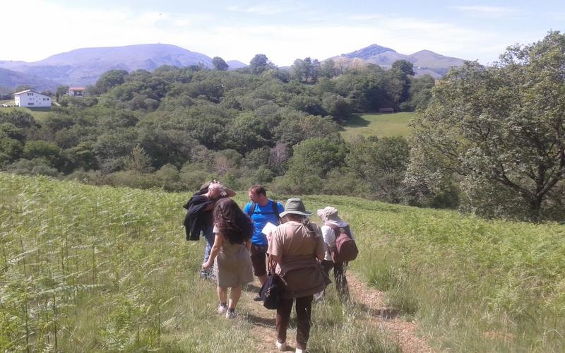 Balade "Papillons, libellules, petits pollinisateurs"