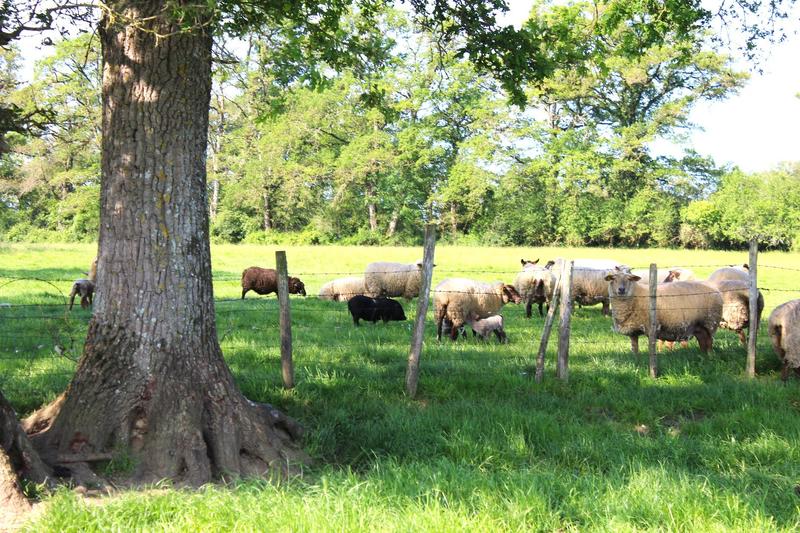 Maison de domaine - 534 m² - 13 pièces