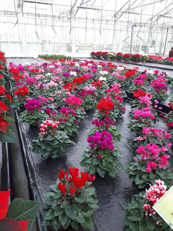 Les serres de la Frondaie